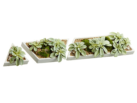 4"-11.5" Succulent Garden in Cement Pot (3 Assortment/set) Green Gray (pack of 3)