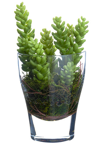 7" Sedum in Glass Vase  Green (pack of 4)