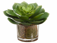 6" Echeveria in Glass Vase  Green (pack of 4)
