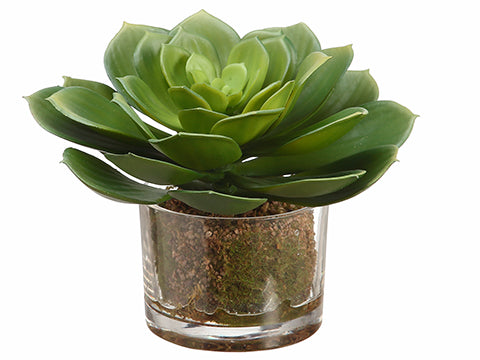 6" Echeveria in Glass Vase  Green (pack of 4)