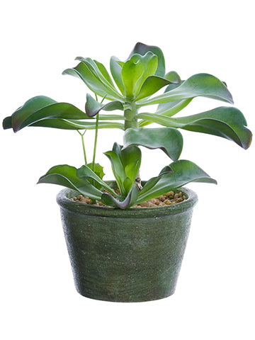 8.5" Aeonium Plant in Paper Mache Pot Green (pack of 4)