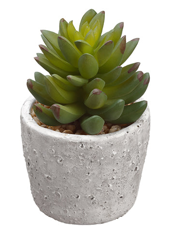 5.75" Sempervivum in Cement Pot Green (pack of 6)