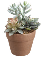 5.5" Succulent in Pot  Green Gray (pack of 4)