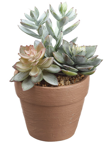 5.5" Succulent in Pot  Green Gray (pack of 4)