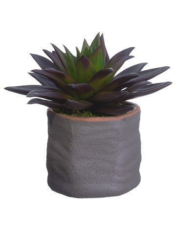 6.5" Echeveria in Cement Pot  Burgundy Green (pack of 4)