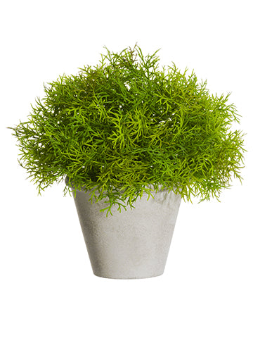 8" Soft PE Sprengeri Ball Topiary in Paper Mache Pot Green (pack of 4)