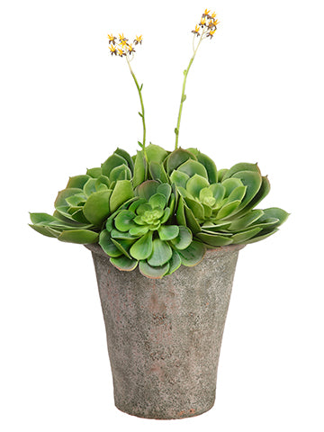 20" Flowering Echeveria in Clay Pot Green Burgundy (pack of 1)