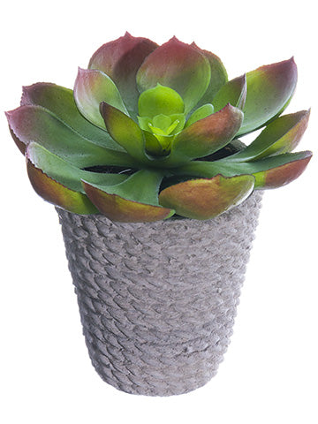 6" Echeveria in Cement Pot  Green (pack of 6)