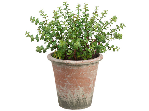 12.5" Jade Plant in Clay Pot  Green (pack of 1)