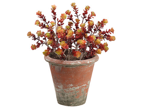 16" Sedum in Clay Pot  Burgundy Green (pack of 1)