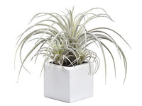 9" Tillandsia x3 in White Ceramic Pot Green Frosted (pack of 6)