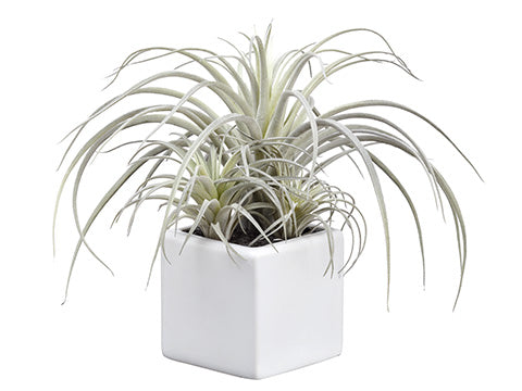 9" Tillandsia x3 in White Ceramic Pot Green Frosted (pack of 6)