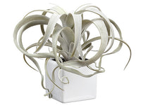 9" Tillandsia x1 in White Ceramic Pot Green Frosted (pack of 6)