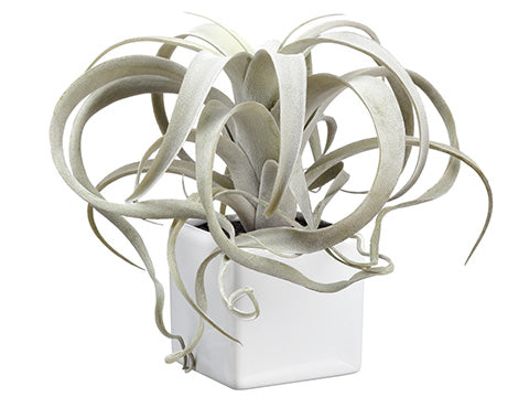 9" Tillandsia x1 in White Ceramic Pot Green Frosted (pack of 6)