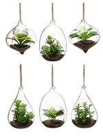 4"-5" Succulent Garden in Glass Finial (6 Styles Assorted ) Assortment (pack of 6)