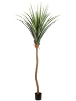 117" Agave Tree in Plastic Nursery Pot Green (pack of 2)