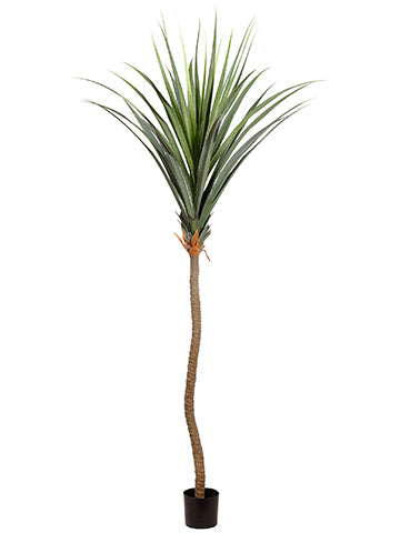 117" Agave Tree in Plastic Nursery Pot Green (pack of 2)