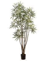 6' Aralia Tree in Plastic Nursery Pot Green (pack of 2)