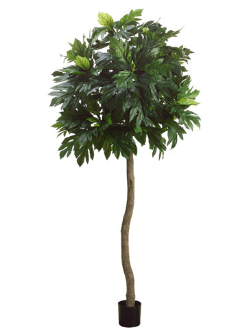 8' Breadfruit Tree w/135 Leaves in Pot Green (pack of 2)