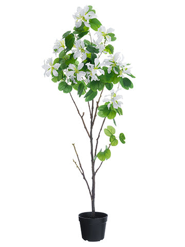 66" Bauhinia Tree in Plastic Pot White (pack of 1)