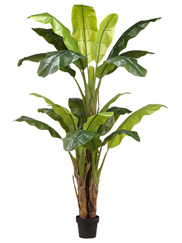 70.75" Banana Tree in Nursery Pot Green (pack of 2)