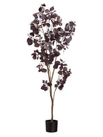 72" Cotinus Tree in Nursery Pot Burgundy (pack of 2)