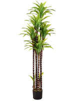 5.5' Dracena Tree x7 in Pot  Green (pack of 2)