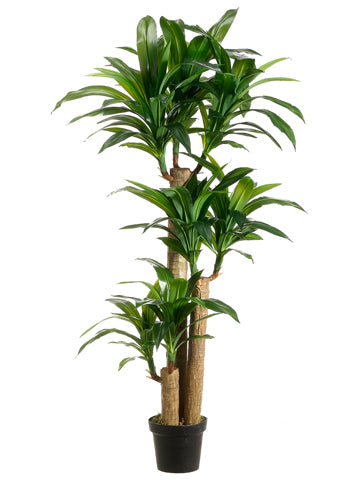 5' Tropical Dracaena Tree x3 with 7 Heads in Pot Two Tone Green (pack of 1)