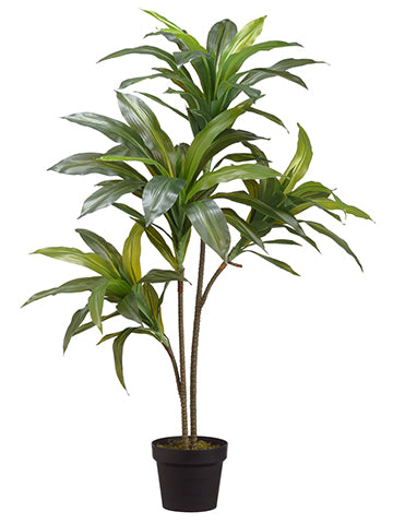 39" Exotic Dracaena Tree x2 in Pot Green (pack of 4)