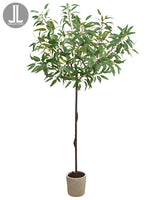 82" Eucalyptus Tree in Clay Pot Green (pack of 1)