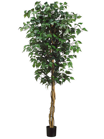 5' Ficus Tree in Pot  Green (pack of 2)