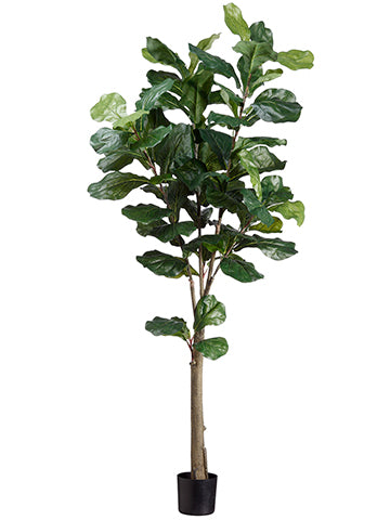 5' Fiddle Tree w/74 Lvs. in Plastic Pot Green (pack of 2)