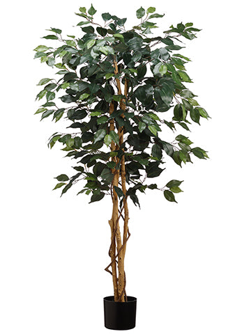 4' Ficus Tree in Pot  Green (pack of 2)