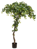 80" Grape Tree in Plastic Nursery Pot Green (pack of 1)