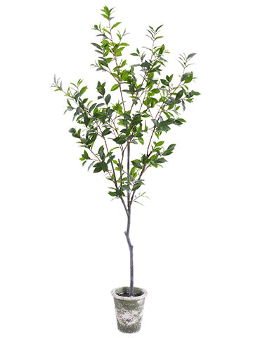 72" Laurel Tree in Clay Pot  Green (pack of 1)