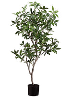 4' Laurel Tree in Pot  Green (pack of 2)