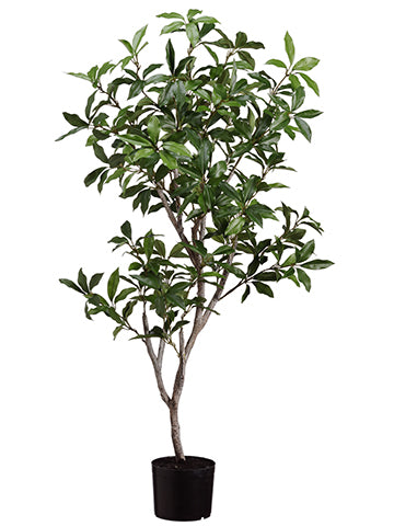 4' Laurel Tree in Pot  Green (pack of 2)
