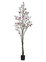 6.5' Magnolia Tree in Plastic Pot Soft Pink (pack of 1)