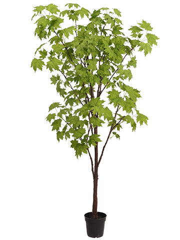 90" Maple Tree in Plastic Nursery Pot Green (pack of 1)
