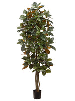 5' Magnolia Tree in Pot  Green (pack of 2)