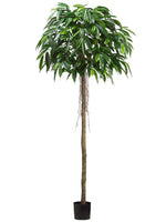 7' Mango Tree w/525 Leaves in Pot Green (pack of 2)