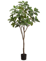 6' Michelia Alba Tree in Plastic Nursery Pot Green (pack of 2)