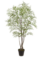 81" Mountain Ash Tree in Plastic Nursery Pot Green (pack of 1)