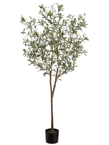 6' Olive Tree in Pot  Green Gray (pack of 2)