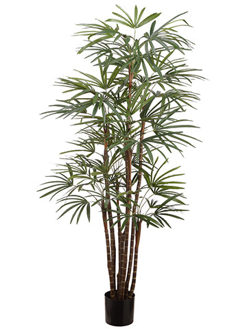 4' Palm Tree x7 in Pot 4/30-?????????? ?????????? Green (pack of 2)