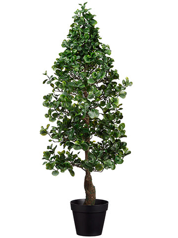 48" Cone Shaped Peperomia Tree in Pot Green (pack of 1)