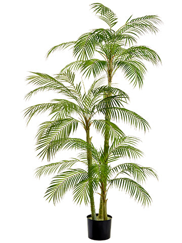 76" Areca Palm Tree in Plastic Nursery Pot Green (pack of 1)