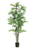 6' Parlour Palm Tree in Pot  Green (pack of 2)