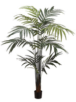 8' Kentia Palm With 216 Leaves in Pot Green (pack of 2)
