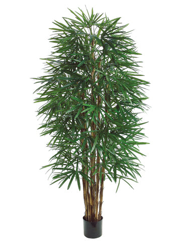 6' Rhapis Tree x6 with 1502 Leaves in Pot Green (pack of 2)